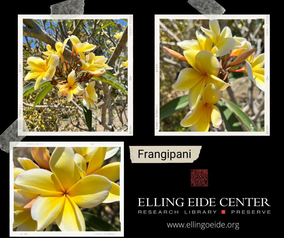 The Frangipani is the national tree of Laos, where it is called dok jampa. It is regarded as a sacred tree in Laos and every Buddhist temple in that country has them planted in their courtyards. In Cambodia, pagodas especially choose this shrub for the flowers which are used in ritual offerings to the deities; they are sometimes used to make necklaces which decorate coffins. Come see this beautiful flower at the Elling Eide Center! 

www.ellingoeide.org

#EllingEide #Sarasota #Florida #NonProfit #frangipani #plumeria #flowers #flower #plumerias #plumeriaflower #frangipaniflower #flowerphotography #frangipanis #nature #tropicalflowers #flowerstagram #plumerialovers #tropical #templetree #frangipaniflowers #plumeriaflowers #frangipanitree #plumeriadaily #plumeriatree #plumeriagrowers #plumeriagarden #flowersofinstagram #plumeriacollector #plumeriarubra @visitsarasotacounty