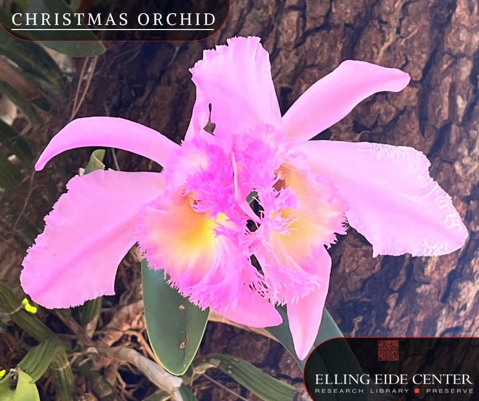 Commonly known as the Christmas Orchid, Calanthe triplicata is native to many countries, ranging from tropical and subtropical Asia to the Pacific. We've got a few blooming on the preserve this week! Come see one on an Arboretum Tour this Summer. 

Sign up for a tour @ www.ellingoeide.org

#EllingEide #Sarasota #Preserve #Nature #NaturePhoto #NaturePhotography #Plantlife #Orchid #Orchids #Christmas #ChristmasOrchid #Purple #Pink #Flower #Plant #Beauty #Horticulture