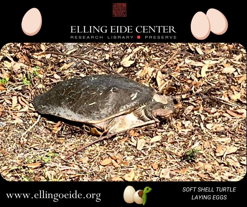 Softshell Turtles typically breed in May. Females lay anywhere from 4 to 38 eggs on sandbars or in loose soil. The eggs hatch sometime in August or September. They can live up to 50 years in the wild! We have a mother nesting near our lagoon today! 

www.ellingoeide.org 

#EllingEide #Sarasota #Florida  #turtle #turtles #turtlesofinstagram #tortoise #nature #reptile #reptiles #animals #turtlelife #turtlelove #seaturtle #reptilesofinstagram #turtlelover #turtlepower #wildlife #turtleturtle #tortoises #turtlegram @visitsarasotacounty @staysaltyflorida